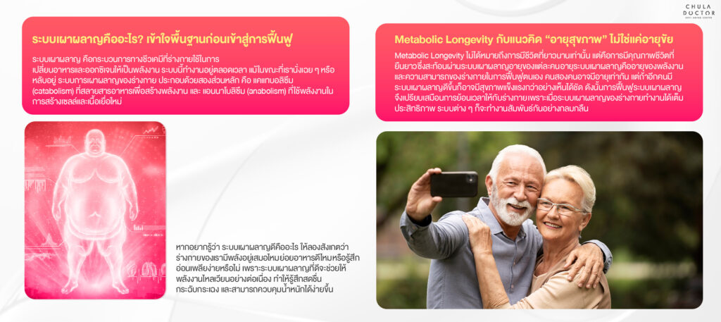 ทำความเข้าใจว่า ระบบเผาผลาญคืออะไร ? และ Metabolic Longevity